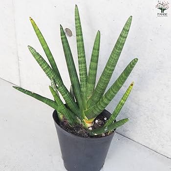 Amazon|サンスベリア・ボンセレンシス 6号鉢【品種で選べる観葉植物/1 Amazon|サンスベリア・ボンセレンシス 6号鉢【品種で選べる観葉植物/1